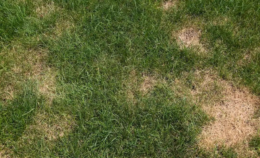 brown patch lawn disease