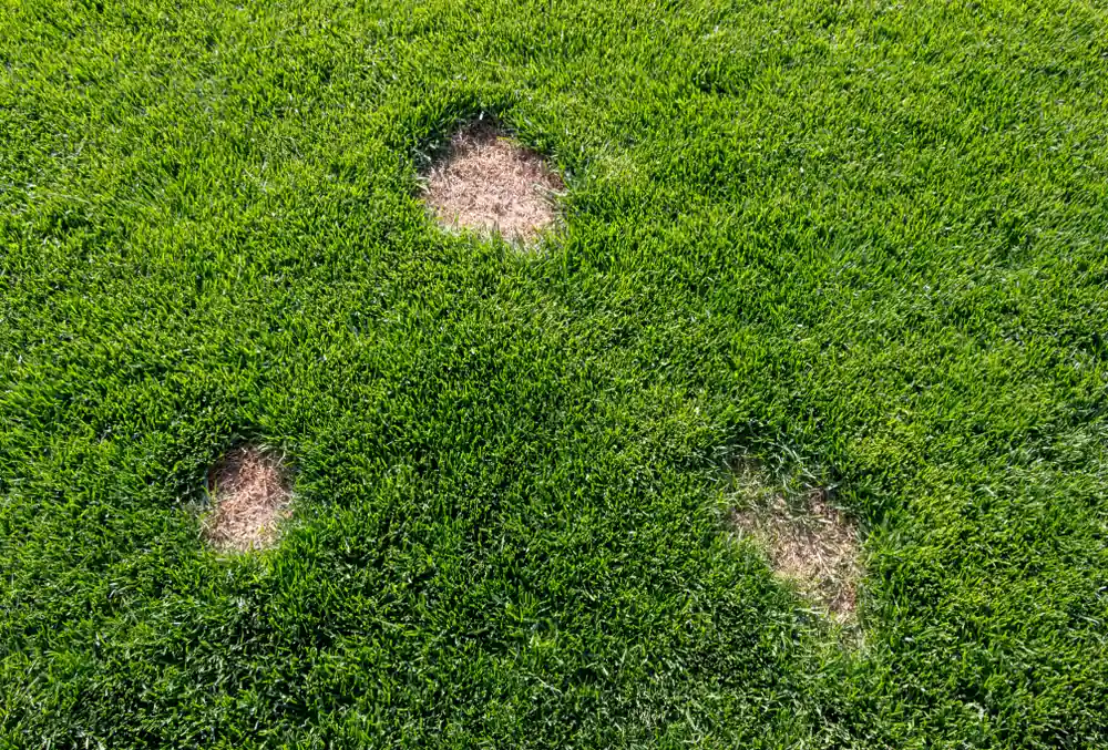 dollar spot lawn disease