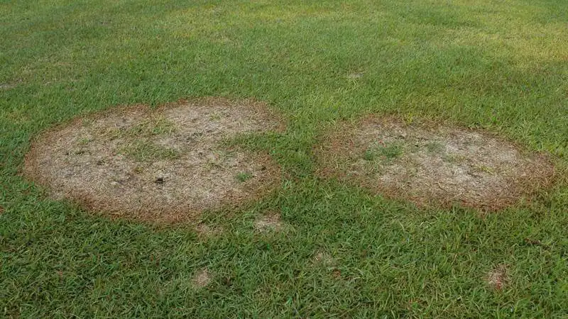large patch zoysia patch lawn disease