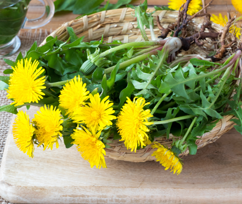 Common Weeds in Georgia That Are in Fact Edible - Environmental Turf ...