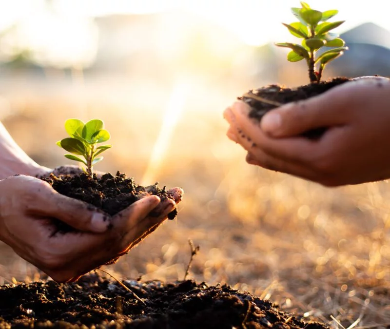 Why Dormant Oil Should Be Part of Every Tree and Shrub Care Program Environmental Turf Management