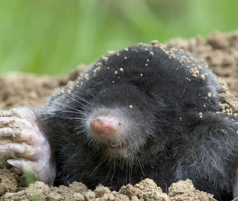 Going underground: inside the world of the mole-catchers, Animals