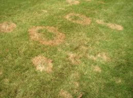 zoysia or large patch