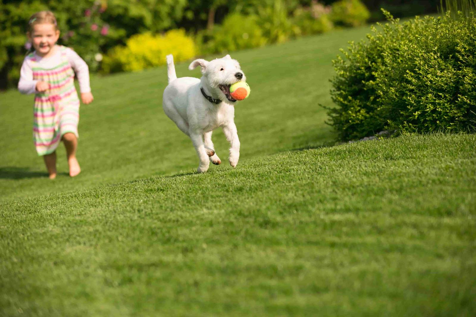 Dog running through a green Lawn