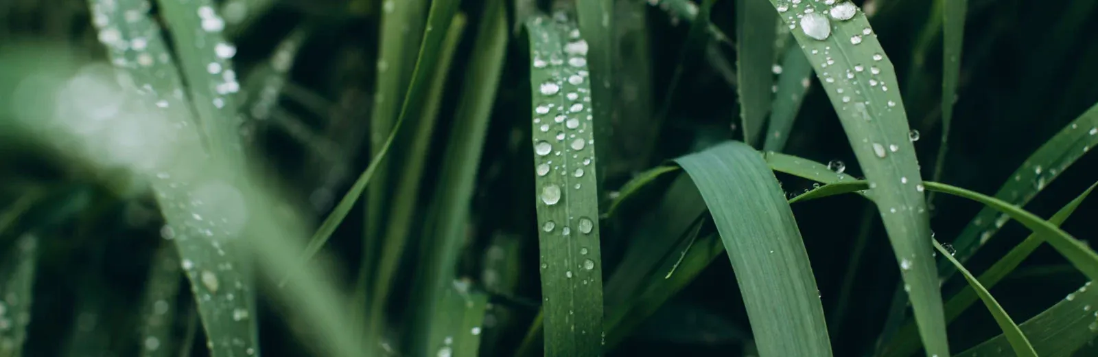 closeup image of grass