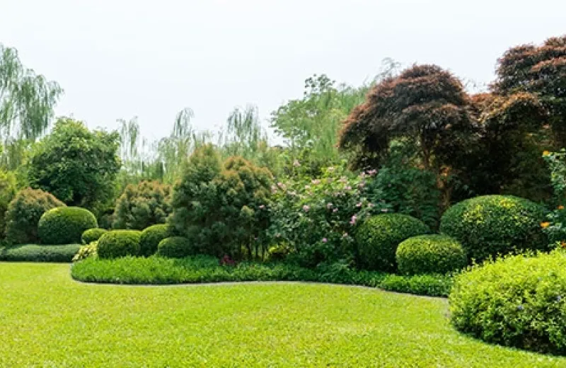 Shrubs