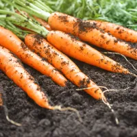 carrots-growing-800-800x675