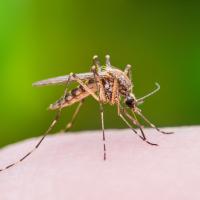 mosquito on skin 