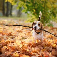 dog carrying a stick in fall leaves