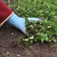 hand-digging-up-weeds-800-800x675