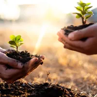 hands-planting-trees-800-800x675