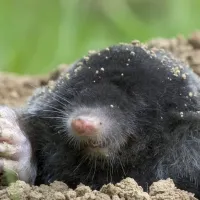 mole-in-dirt-800-800x675