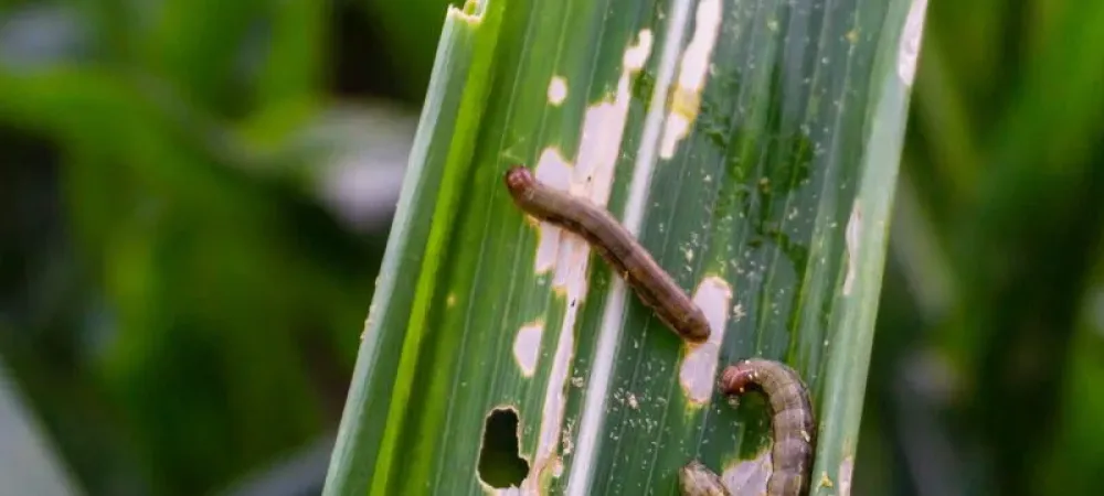 armyworms-on-a-damaged-leaf-800-800x675