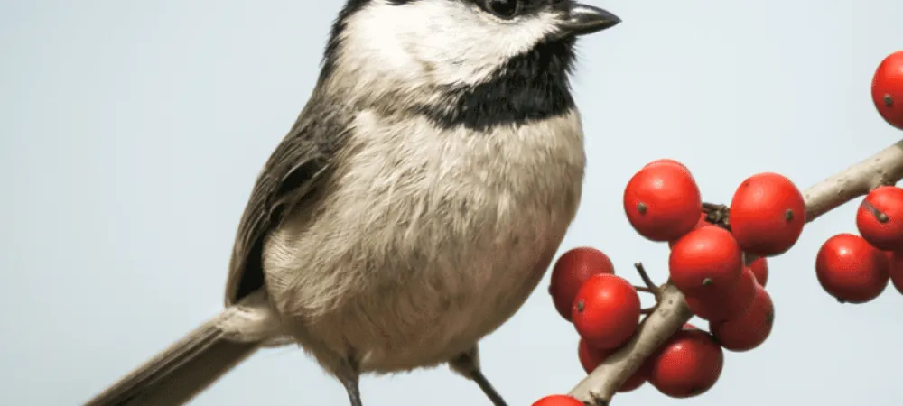 Carolina-Chickadee-800-800x675