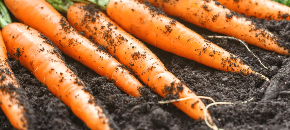 carrots-growing-800-800x675