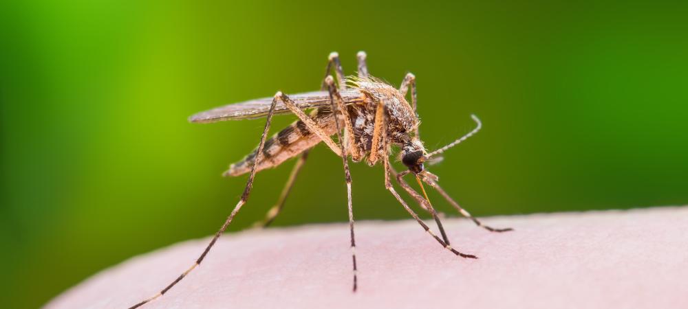 mosquito on skin 