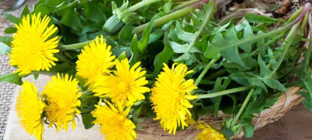 dandelions-on-a-plate-800-800x675