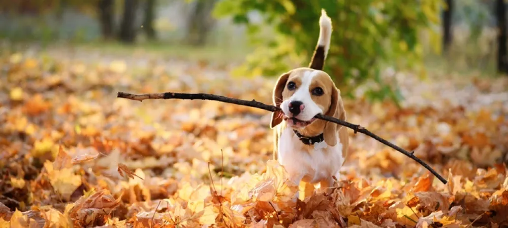 dog carrying a stick in fall leaves