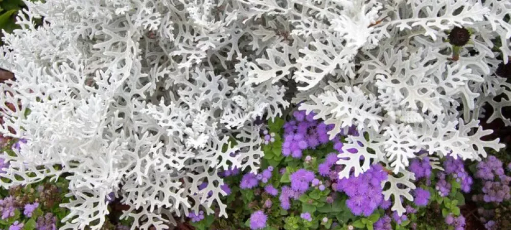 dusty-miller-plant