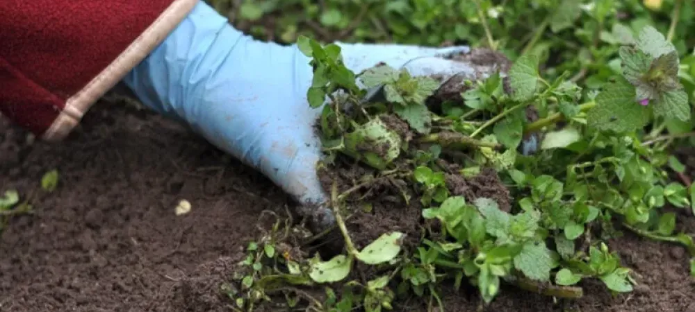 hand-digging-up-weeds-800-800x675