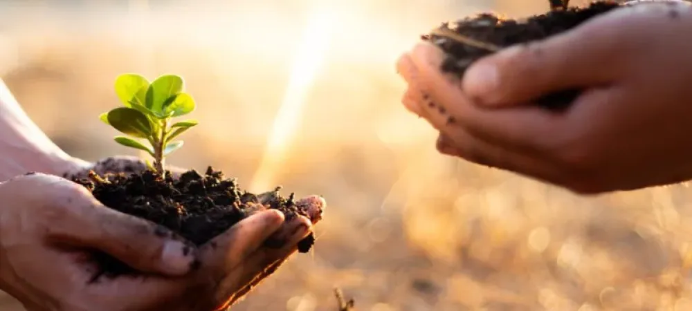 hands-planting-trees-800-800x675