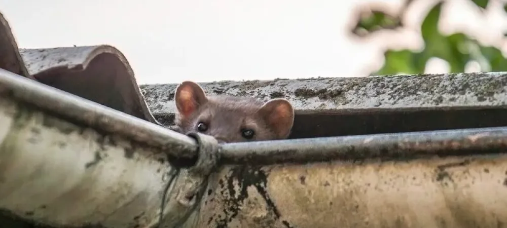 Fall Pests That Could Be Living In Your Gutters