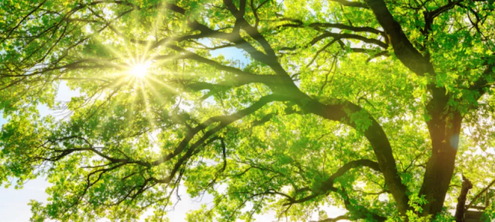 sun shining through oak tree