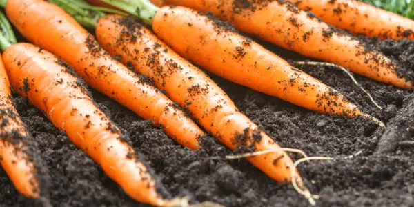 carrots-growing-800-800x675