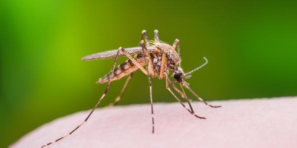 mosquito on skin 