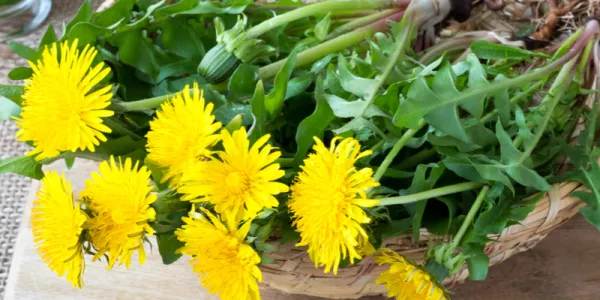 dandelions-on-a-plate-800-800x675