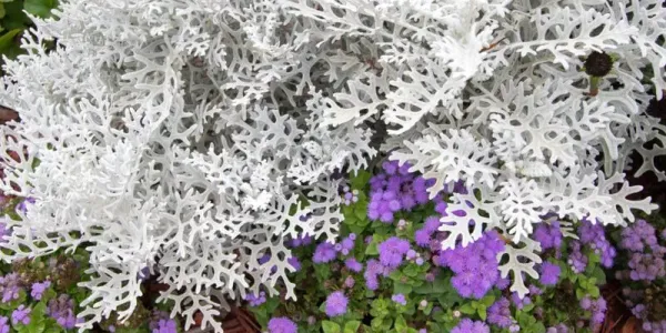 dusty-miller-plant