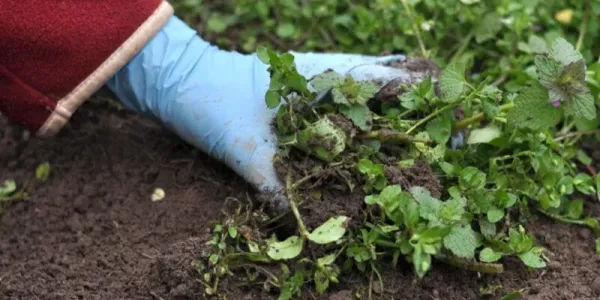 hand-digging-up-weeds-800-800x675