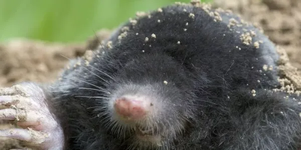 mole-in-dirt-800-800x675