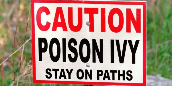 poison-ivy-sign-800-800x675