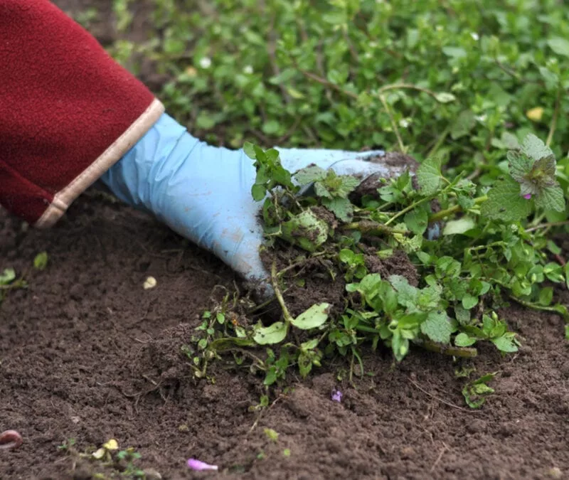 Fall Weeds The Most Common Weeds That Sprout in